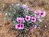  (Ipomoea oenotheroides - KBGPP240)  @11 [ ] CreativeCommons - Attribution Non-Commercial Share-Alike (2018) Unspecified Compton Herbarium