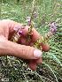  ( - KBGPP241)  @11 [ ] CreativeCommons - Attribution Non-Commercial Share-Alike (2018) Unspecified Compton Herbarium