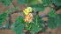  ( - KBGPP74)  @11 [ ] CreativeCommons - Attribution Non-Commercial Share-Alike (2018) Unspecified Compton Herbarium