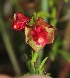  (Hermannia filifolia var. grandicalyx - KBGPP65)  @11 [ ] CreativeCommons - Attribution Non-Commercial Share-Alike (2018) Unspecified Compton Herbarium