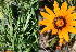  (Gazania heterochaeta - KBGPP199)  @11 [ ] CreativeCommons - Attribution Non-Commercial Share-Alike (2018) Unspecified Compton Herbarium