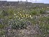  ( - KBGPP87)  @11 [ ] CreativeCommons - Attribution Non-Commercial Share-Alike (2018) Unspecified Compton Herbarium