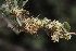  ( - KBGPP279)  @11 [ ] CreativeCommons - Attribution Non-Commercial Share-Alike (2018) Unspecified Compton Herbarium