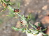  ( - KBGPP283)  @11 [ ] CreativeCommons - Attribution Non-Commercial Share-Alike (2018) Unspecified Compton Herbarium