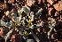  ( - KBGPP187)  @11 [ ] CreativeCommons - Attribution Non-Commercial Share-Alike (2018) Unspecified Compton Herbarium