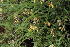  ( - KBGPP133)  @11 [ ] CreativeCommons - Attribution Non-Commercial Share-Alike (2018) Unspecified Compton Herbarium