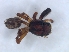  (Pellenes bulawayoensis - KBGPS132)  @11 [ ] CreativeCommons - Attribution Non-Commercial Share-Alike (2018) Unspecified National Collection of Arachnida (NCA)