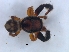  ( - KBGPS131)  @11 [ ] CreativeCommons - Attribution Non-Commercial Share-Alike (2018) Unspecified National Collection of Arachnida (NCA)