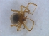  (Azanialobus - KBGPS117)  @11 [ ] CreativeCommons - Attribution Non-Commercial Share-Alike (2018) Unspecified National Collection of Arachnida (NCA)