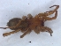  ( - KBGPS150)  @11 [ ] CreativeCommons - Attribution Non-Commercial Share-Alike (2018) Unspecified National Collection of Arachnida (NCA)