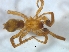  ( - KBGPS172)  @11 [ ] CreativeCommons - Attribution Non-Commercial Share-Alike (2018) Unspecified National Collection of Arachnida (NCA)