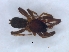  ( - KBGPS209)  @11 [ ] CreativeCommons - Attribution Non-Commercial Share-Alike (2018) Unspecified National Collection of Arachnida (NCA)
