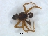  ( - KBGPS211)  @11 [ ] CreativeCommons - Attribution Non-Commercial Share-Alike (2018) Unspecified National Collection of Arachnida (NCA)