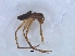  ( - KBGPS127)  @11 [ ] CreativeCommons - Attribution Non-Commercial Share-Alike (2018) Unspecified National Collection of Arachnida (NCA)