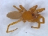  ( - KBGPS138)  @11 [ ] CreativeCommons - Attribution Non-Commercial Share-Alike (2018) Unspecified National Collection of Arachnida (NCA)