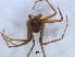  ( - KBGPS128)  @11 [ ] CreativeCommons - Attribution Non-Commercial Share-Alike (2018) Unspecified National Collection of Arachnida (NCA)