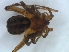  (Ammoxenidae - KBGPS238)  @11 [ ] CreativeCommons - Attribution Non-Commercial Share-Alike (2018) Unspecified National Collection of Arachnida (NCA)