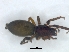  ( - KBGPS210)  @11 [ ] CreativeCommons - Attribution Non-Commercial Share-Alike (2018) Unspecified National Collection of Arachnida (NCA)