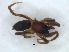  ( - KBGPS212)  @11 [ ] CreativeCommons - Attribution Non-Commercial Share-Alike (2018) Unspecified National Collection of Arachnida (NCA)