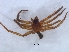  (Rhaeboctesis - KBGPS147)  @11 [ ] CreativeCommons - Attribution Non-Commercial Share-Alike (2018) Unspecified National Collection of Arachnida (NCA)