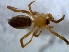  ( - KBGPS168)  @11 [ ] CreativeCommons - Attribution Non-Commercial Share-Alike (2018) Unspecified National Collection of Arachnida (NCA)