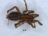  ( - KBGPS154)  @11 [ ] CreativeCommons - Attribution Non-Commercial Share-Alike (2018) Unspecified National Collection of Arachnida (NCA)