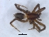  ( - KBGPS153)  @11 [ ] CreativeCommons - Attribution Non-Commercial Share-Alike (2018) Unspecified National Collection of Arachnida (NCA)