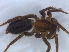  (Aneplasa - KBGPS151)  @11 [ ] CreativeCommons - Attribution Non-Commercial Share-Alike (2018) Unspecified National Collection of Arachnida (NCA)