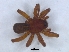  ( - KBGPS134)  @11 [ ] CreativeCommons - Attribution Non-Commercial Share-Alike (2018) Unspecified National Collection of Arachnida (NCA)