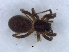  (Pterartoria caldaria - KBGPS133)  @11 [ ] CreativeCommons - Attribution Non-Commercial Share-Alike (2018) Unspecified National Collection of Arachnida (NCA)