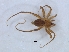  ( - KBGPS98)  @11 [ ] CreativeCommons - Attribution Non-Commercial Share-Alike (2018) Unspecified National Collection of Arachnida (NCA)