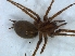  (Benoitia - KBGPS230)  @11 [ ] CreativeCommons - Attribution Non-Commercial Share-Alike (2018) Unspecified National Collection of Arachnida (NCA)