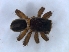  ( - KBGPS222)  @11 [ ] CreativeCommons - Attribution Non-Commercial Share-Alike (2018) Unspecified National Collection of Arachnida (NCA)