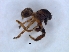  ( - KBGPS219)  @11 [ ] CreativeCommons - Attribution Non-Commercial Share-Alike (2018) Unspecified National Collection of Arachnida (NCA)