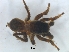  (Langona - KBGPS213)  @11 [ ] CreativeCommons - Attribution Non-Commercial Share-Alike (2018) Unspecified National Collection of Arachnida (NCA)