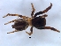  ( - KBGPS220)  @11 [ ] CreativeCommons - Attribution Non-Commercial Share-Alike (2018) Unspecified National Collection of Arachnida (NCA)