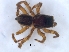  (Phlegra bresnieri - KBGPS217)  @11 [ ] CreativeCommons - Attribution Non-Commercial Share-Alike (2018) Unspecified National Collection of Arachnida (NCA)