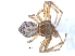  (Pherecydes tuberculatus - KBGPS50)  @11 [ ] CreativeCommons - Attribution Non-Commercial Share-Alike (2018) Unspecified National Collection of Arachnida (NCA)