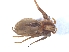  (Hirriusa variegata - KBGPS46)  @11 [ ] CreativeCommons - Attribution Non-Commercial Share-Alike (2018) Unspecified National Collection of Arachnida (NCA)