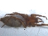  (Xerophaeus communis - KBGPS66)  @11 [ ] CreativeCommons - Attribution Non-Commercial Share-Alike (2018) Unspecified National Collection of Arachnida (NCA)