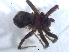  ( - KBGPS72)  @11 [ ] CreativeCommons - Attribution Non-Commercial Share-Alike (2018) Unspecified National Collection of Arachnida (NCA)