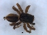  ( - KBGPS223)  @11 [ ] CreativeCommons - Attribution Non-Commercial Share-Alike (2018) Unspecified National Collection of Arachnida (NCA)