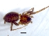  (Asemesthes - KBGPS90)  @11 [ ] CreativeCommons - Attribution Non-Commercial Share-Alike (2018) Unspecified National Collection of Arachnida (NCA)