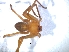  ( - KBGPS6)  @11 [ ] CreativeCommons - Attribution Non-Commercial Share-Alike (2018) Unspecified National Collection of Arachnida (NCA)