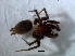  ( - KBGPS108)  @11 [ ] CreativeCommons - Attribution Non-Commercial Share-Alike (2018) Unspecified National Collection of Arachnida (NCA)