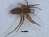  ( - KBGPS107)  @11 [ ] CreativeCommons - Attribution Non-Commercial Share-Alike (2018) Unspecified National Collection of Arachnida (NCA)