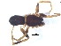  ( - KBGPS36)  @11 [ ] CreativeCommons - Attribution Non-Commercial Share-Alike (2018) Unspecified National Collection of Arachnida (NCA)