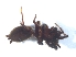  ( - KBGPS34)  @11 [ ] CreativeCommons - Attribution Non-Commercial Share-Alike (2018) Unspecified National Collection of Arachnida (NCA)