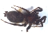 ( - KBGPS41)  @11 [ ] CreativeCommons - Attribution Non-Commercial Share-Alike (2018) Unspecified National Collection of Arachnida (NCA)