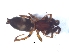  (Ibala - KBGPS38)  @11 [ ] CreativeCommons - Attribution Non-Commercial Share-Alike (2018) Unspecified National Collection of Arachnida (NCA)